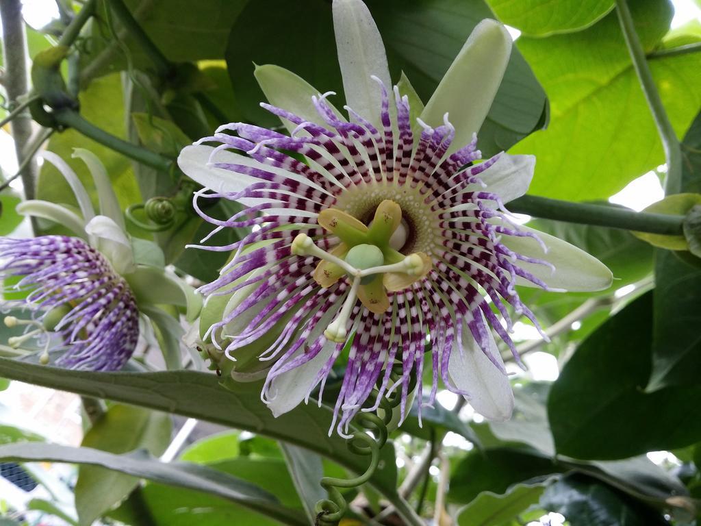 Mangala Flora 호텔 누와라 엘리야 외부 사진